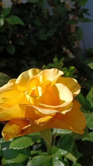 🌿🌹🌹🌹🌿
