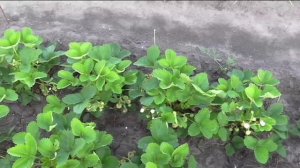 Усы клубники для размножения