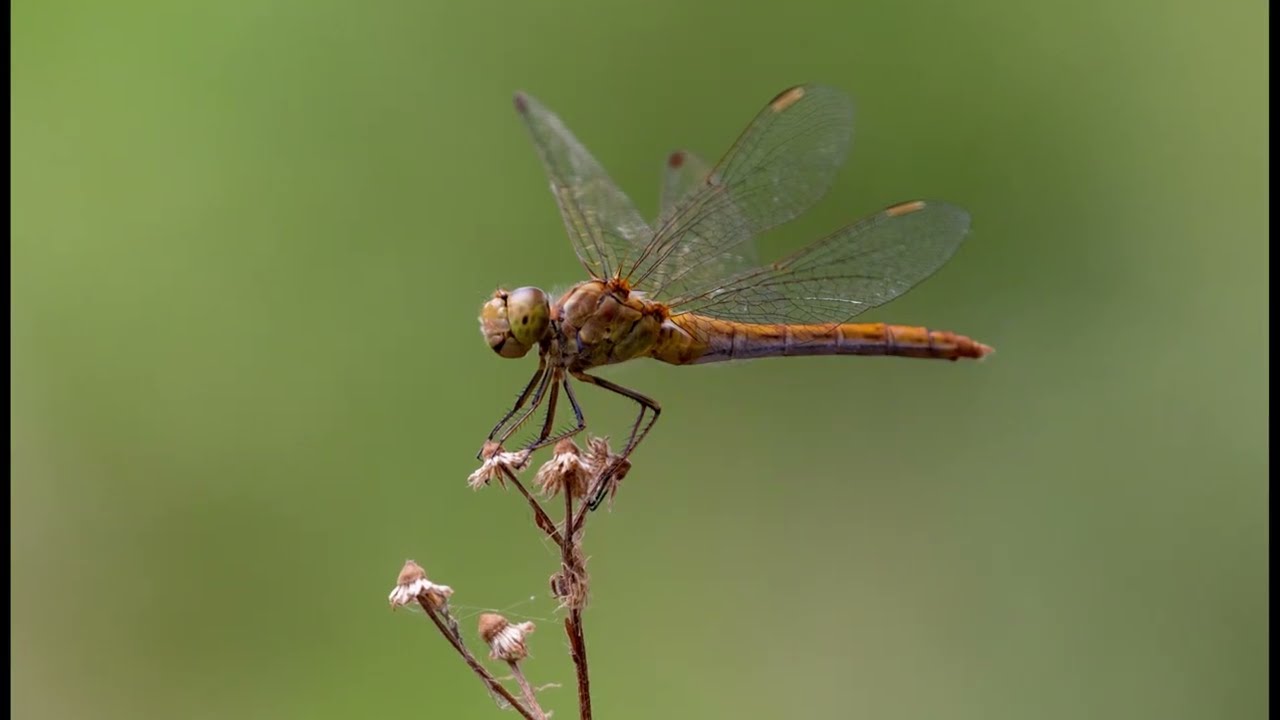 Что может canon 650 d смотреть онлайн
