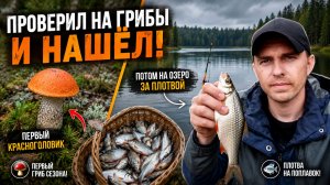 Нашёл первый красноголовик! А потом отправился ловить плотву на озеро