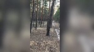 ветер в кронах