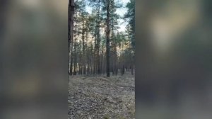 ельник темный
