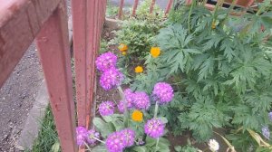 Нас немножко покачало. Всё сьели ,было вкусно. Утрешняя прогулочка.