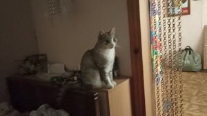 моя кошка😺