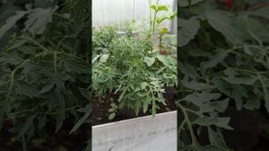 С утра решила пройтись по новым тепличкам 🥒🍅🌸.