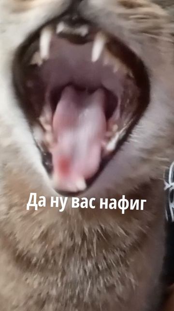 Я и мои попытки заставить Барсика поздороваться со зрителями
