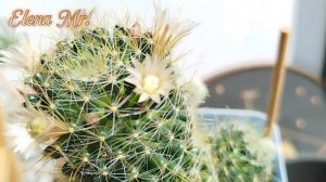 Кактусы 🌵 цветут!