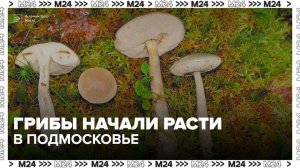 Тепло и дожди запустили активный рост грибов в Подмосковье