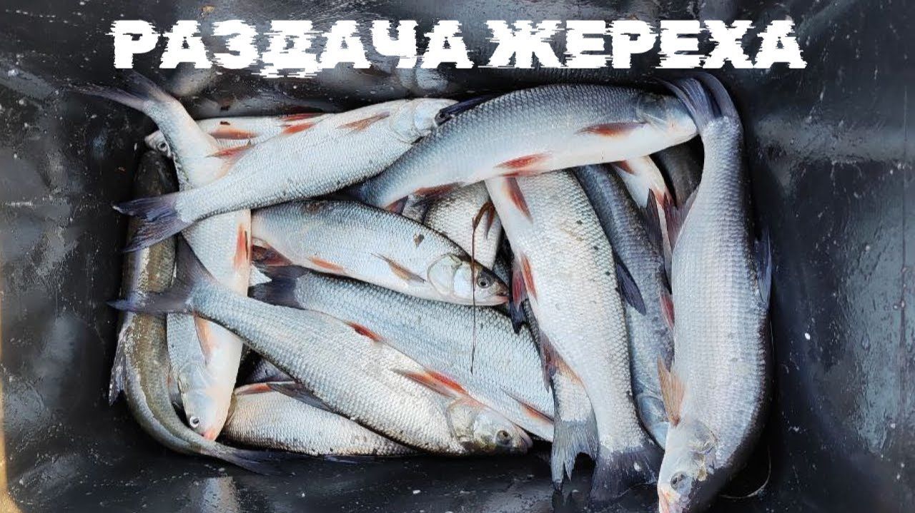 РАЗДАЧА ЖЕРЕХА. КЛЁВ #рыбалка #жерех смотреть онлайн