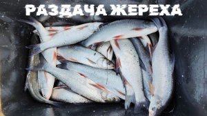 РАЗДАЧА ЖЕРЕХА. КЛЁВ #рыбалка #жерех