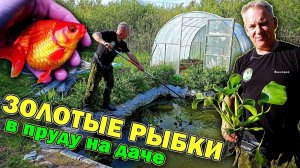 Золотые рыбки в прудах Дмитрия Малькова - Всё своими руками!