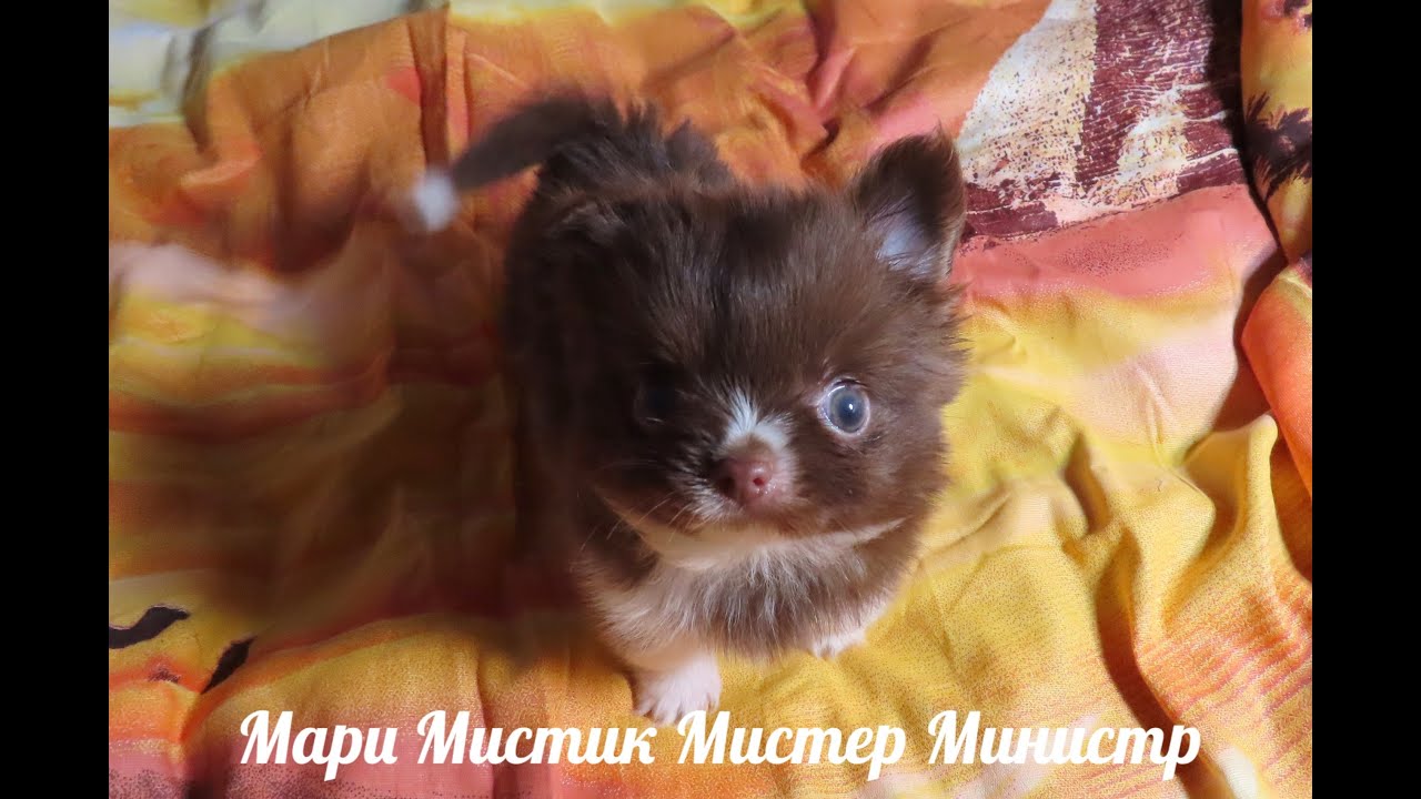 ПОЗДРАВЛЯЕМ с Др Министр, Магнолия, Милана 2 месяца 12.02.24 #купитьчихуахуа 89215950848 #продаю смотреть онлайн