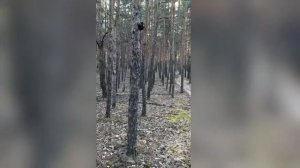 закат в лесу