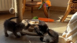😻✨ На эту милую пушистую возню можно смотреть бесконечно… 28-06-2026