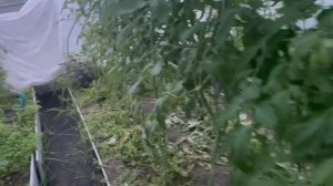 27 июня, вечер, у себя в саду