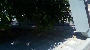 ΣΥΓΚΑΤΆΘΕΣΗ ΣΤΟΝ ΘΑΝΑΤΟ
