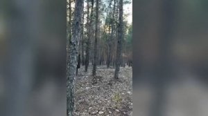 ветер колышет