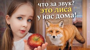 🦊у нас дома появилась лиса!!!🦊