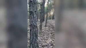 величественные сосны