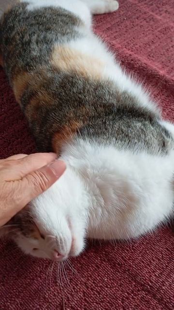 Киса пришла в гости!👍😾 смотреть онлайн