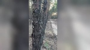 живой лес
