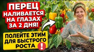 Перец обожает эту подкормку! Плоды наливаются на глазах, вершинка и вредители исчезают