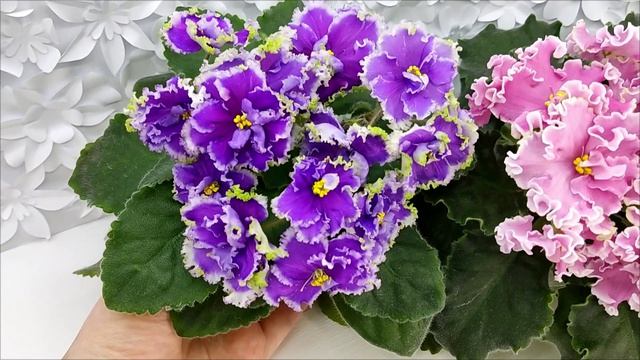 Фиалки НД-Цветок Сирени и НД-Ливадия