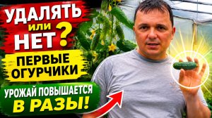 Что будет, если не удалять первые огурчики на растениях огурца