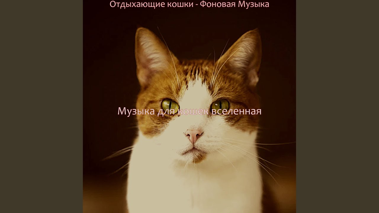 Звуки (Кошки) смотреть онлайн