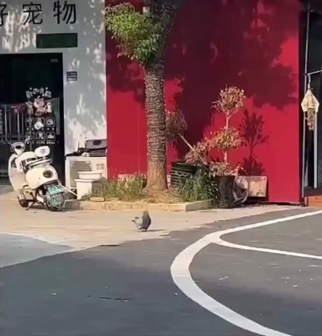 Всё. Отлетался!