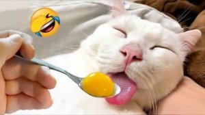 СМЕШНЫЕ КОТЫ | ЛУЧШИЕ ПРИКОЛЫ С КОТАМИ, СОБАКАМИ, КОШКИ, СОБАКИ, ЖИВОТНЫЕ, СМЕШНОЕ ВИДЕО