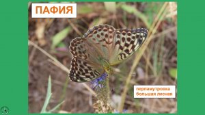 Бабочка перламутровка большая лесная или пафия