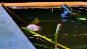 Водные процедуры от Либби без особых церемоний     Лео: - в воде я сам сусам! 1000049126.mp4