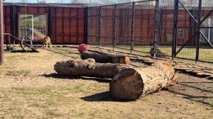 А кто в гости пришел? #lion #bigcat #zoo #шерхан #минскийзоопарк #animals
