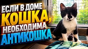 Если в доме кошка необходима антикошка.