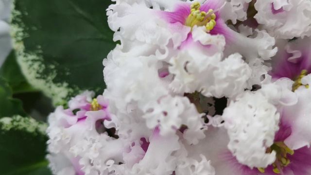 Фиалка Р-Ярило Люкс