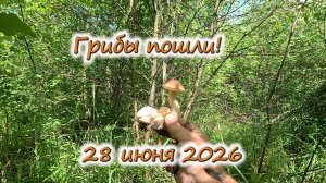 Грибы пошли! 28 июня 2026
