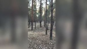 блики на траве