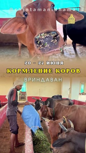 20 - 27 июня. Видеоотчет о кормлении коров1