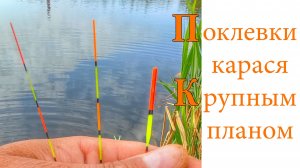 Поклевки карася крупным планом
