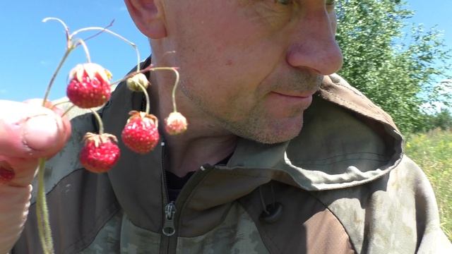 СЕМЕЙНАЯ ТРАДИЦИЯ СОБИРАЕМ ДИКУЮ КЛУБНИКУ смотреть онлайн