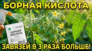 СДЕЛАЙ ЭТО С ТОМАТАМИ В ИЮНЕ — И ЗАБУДЬ ПРО ПУСТЫЕ КИСТИ
