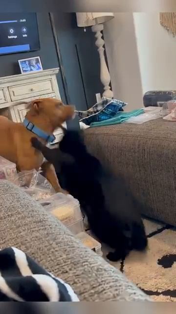 СМЕШНЫЕ КОТЫ И СОБАКИ 😂 Кошачьи выходки и собачий угар 🐈🐕 Приколы 2026 🔥