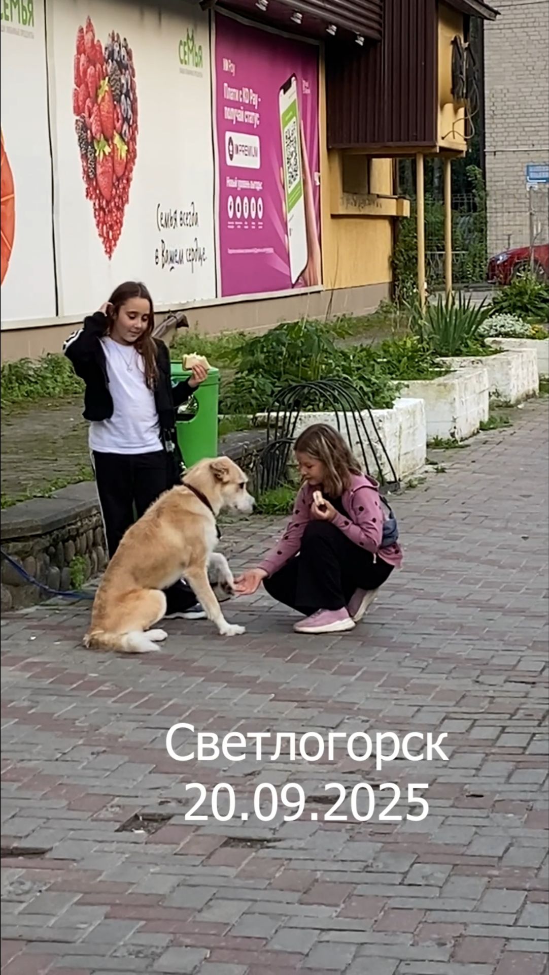 Человек собаке друг (Девочки и пес)