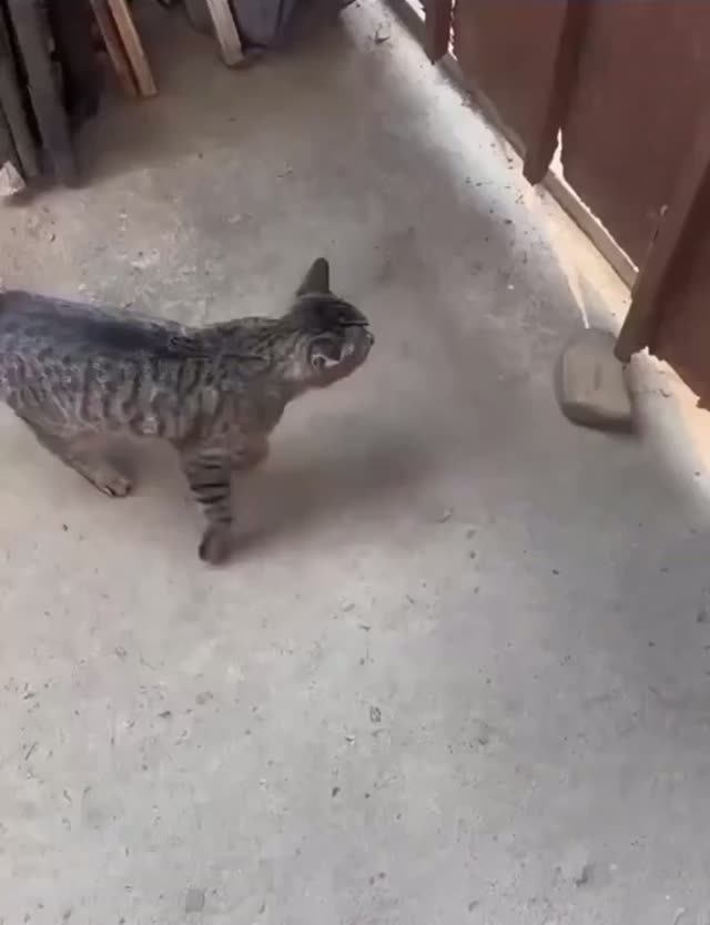 Не проблема для кота