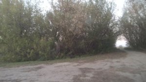 Село Новая Шиншиновка, Пугачевский район.