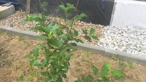 Наш участок #домвснт #участоквснт #розы #цветы