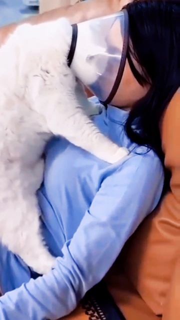 ржачные кошки 😹😹😹 смотреть онлайн
