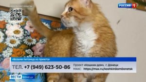 Возьми питомца из приюта