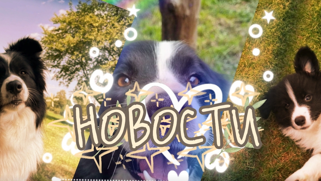 #ПДБ#ПЛЮШ БЛОКИНГ🌿 новости 🌿 смотреть онлайн